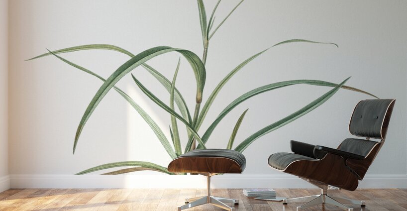 Spiderwort illustration  Wall Murals