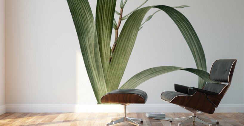 Iris fimbriata illustration  Wall Murals