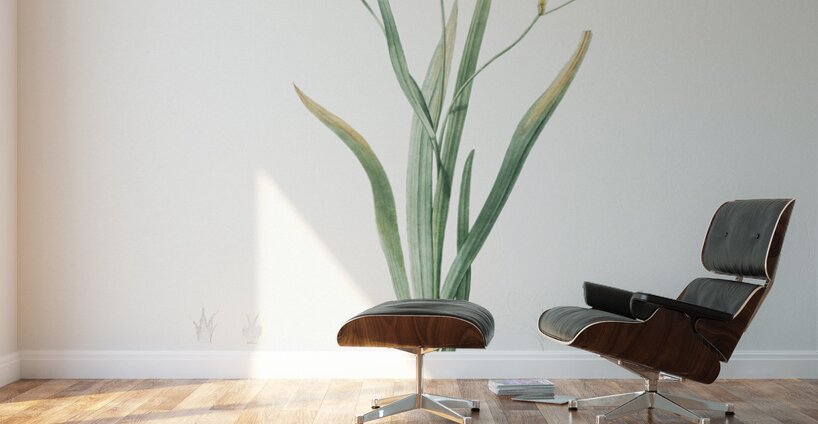 Ixia bulbifera illustration  Wall Murals