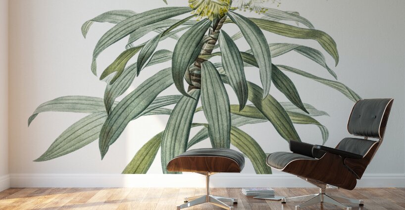 Pleomele illustration  Wall Murals