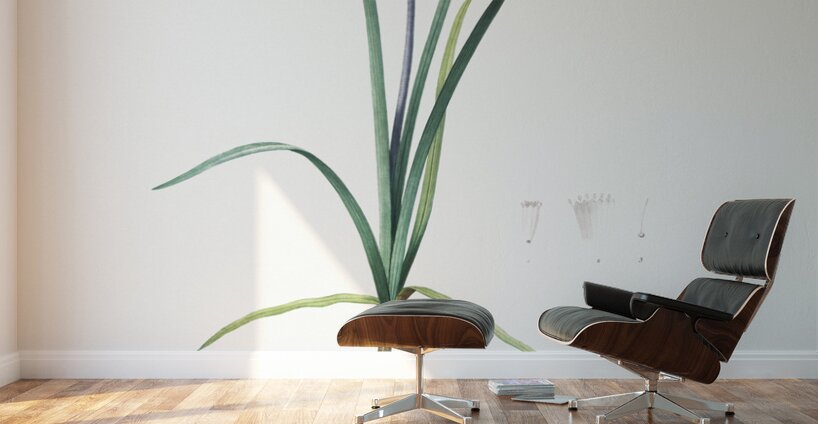 Veltheimia abyssinica illustration  Wall Murals