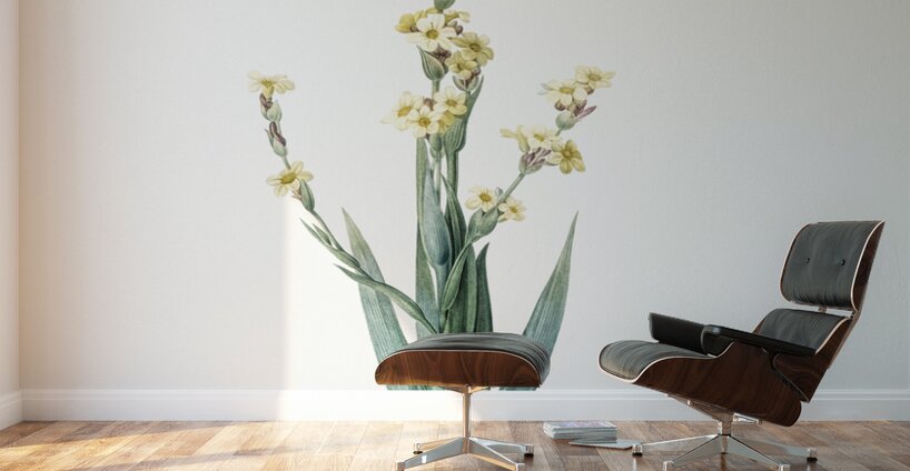 Pale yellow eyed grass illustration  Wall Murals