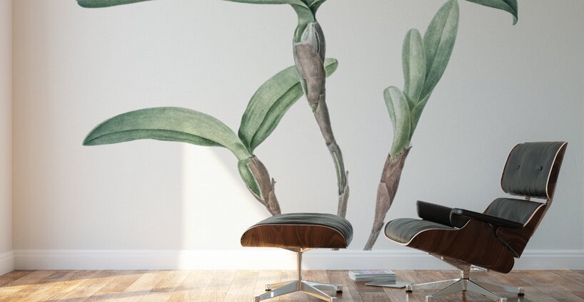 Fringed Star Orchid illustration  Wall Murals