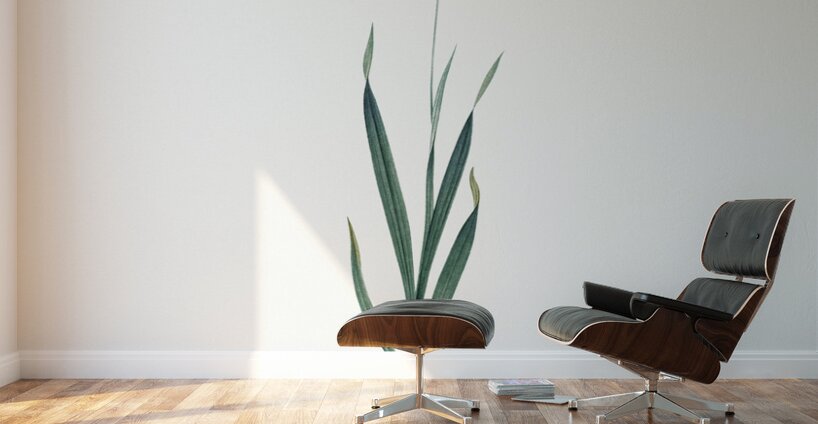 Orange Ixia illustration  Wall Murals