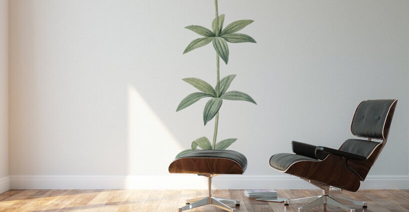 Lilium penduliflorum illustration  Wall Murals