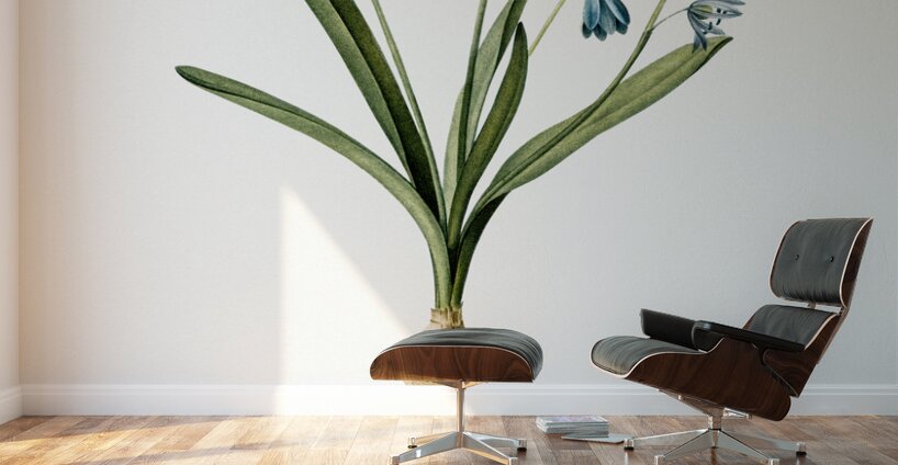 Scilla amoena illustration  Wall Murals