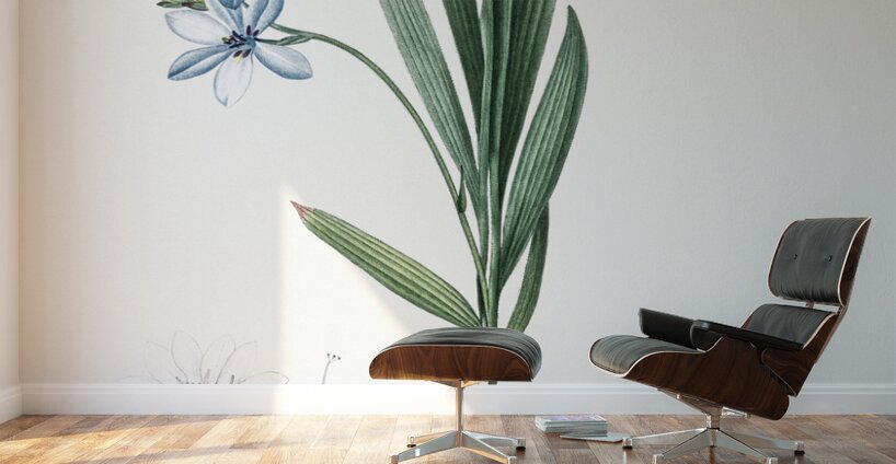 Gladiolus plicatus illustration  Wall Murals