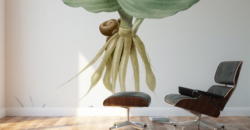 Sand ginger illustration  Wall Murals