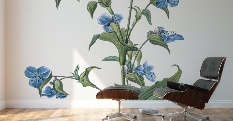 Commelina tuberosa illustration  Wall Murals