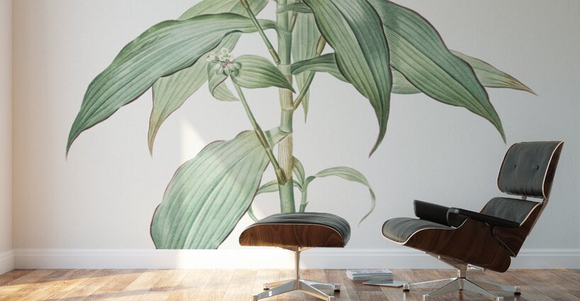 Commelina zanonia illustration  Wall Murals