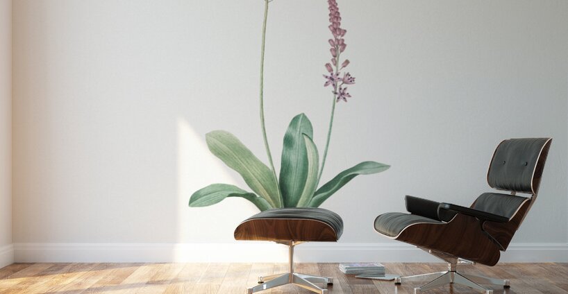 Scilla obtusifolia illustration  Wall Murals