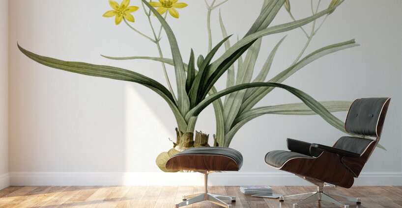 Gladiolus mucronatus illustration  Wall Murals