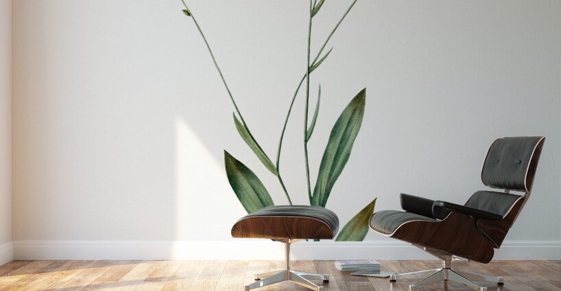 Gladiolus junceus illustration  Wall Murals