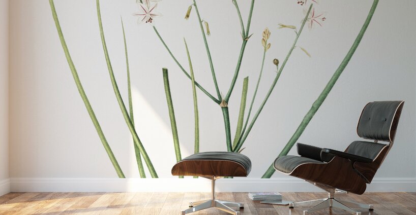 Asphodelus fistulosus illustration  Wall Murals