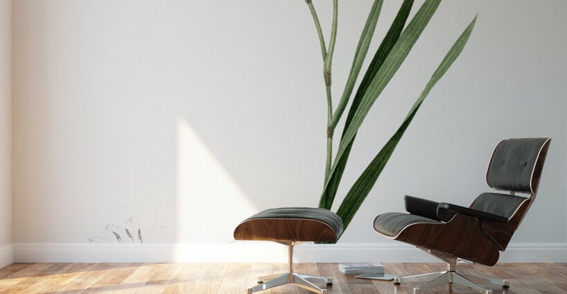 Gladiolus illustration  Wall Murals