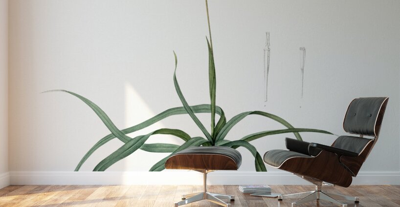 Hypoxis stellata illustration  Wall Murals