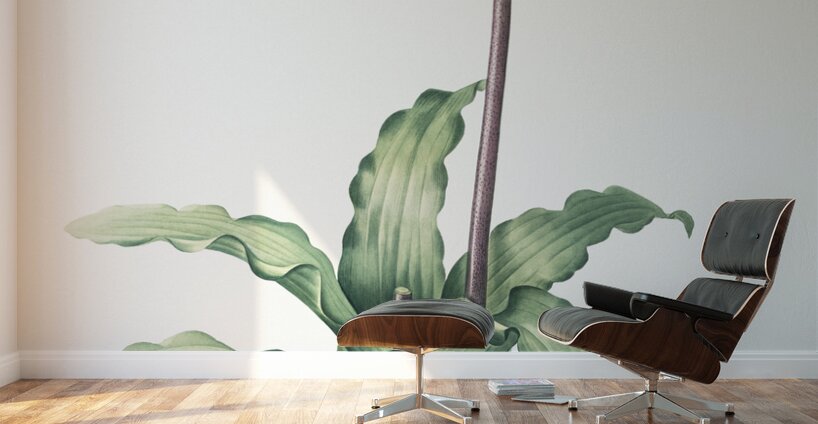 Veltheimia capensis illustration  Wall Murals