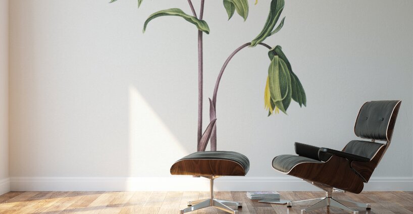 Uvularia perfoliata illustration  Wall Murals