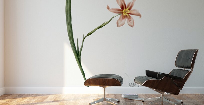 Diasia graminifolia illustration  Wall Murals