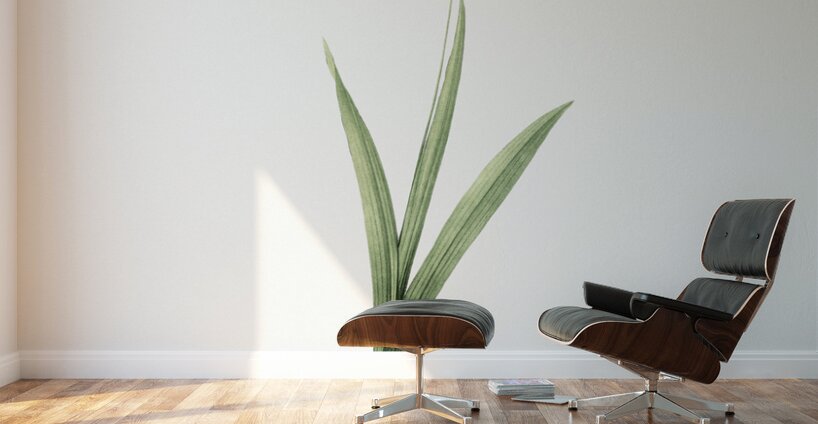 Ixia maculata illustration  Wall Murals