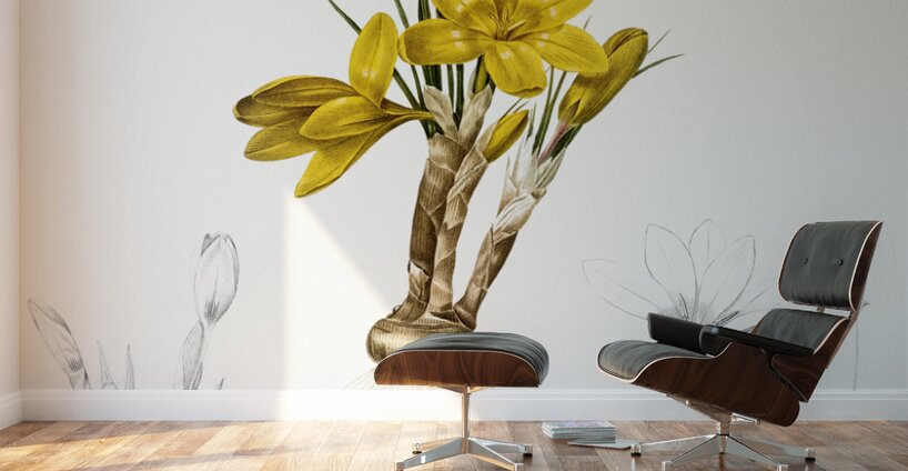 Crocus luteus illustration  Wall Murals