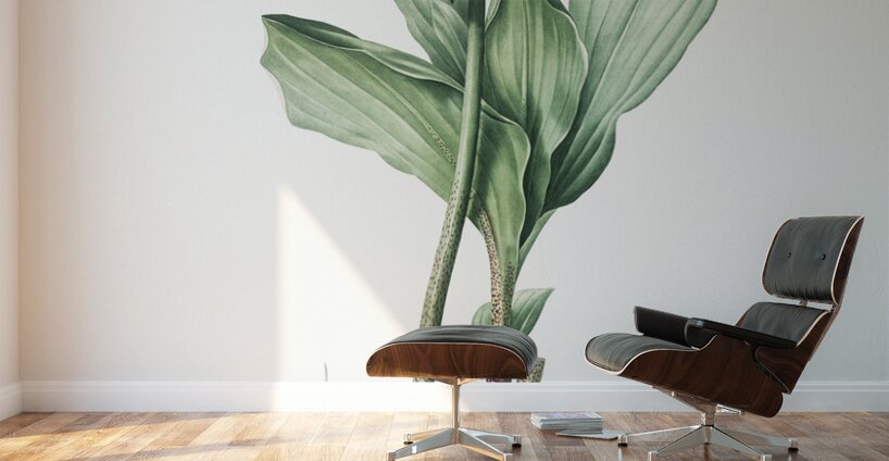 Blood lily illustration  Wall Murals
