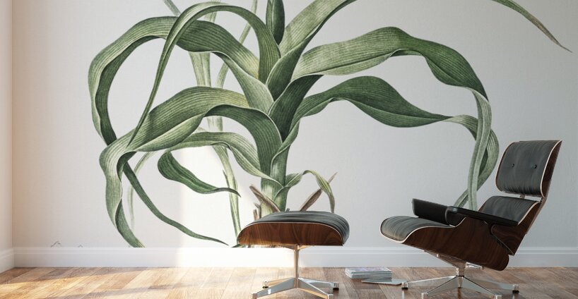 Iris scorpiodes illustration  Wall Murals