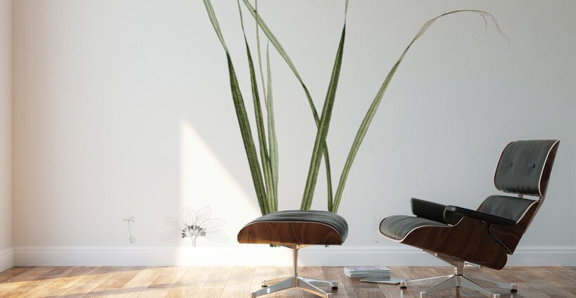 Ixia conica illustration  Wall Murals