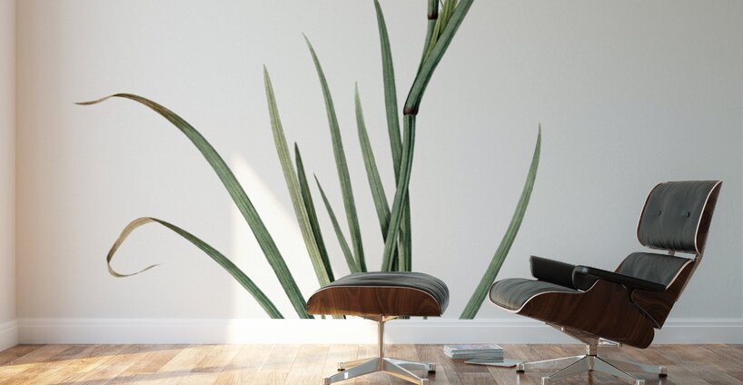 Bermudiana illustration  Wall Murals