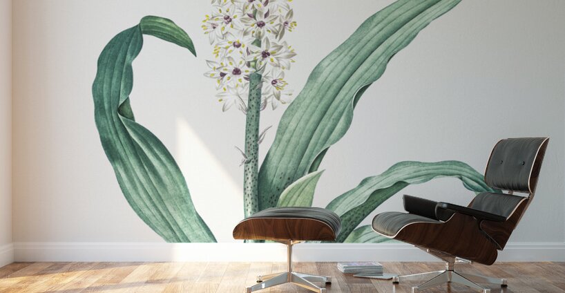 Eucomis punctata illustration  Wall Murals