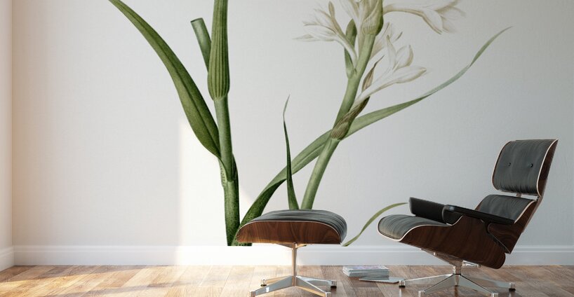 Polianthes tuberosa illustration  Wall Murals