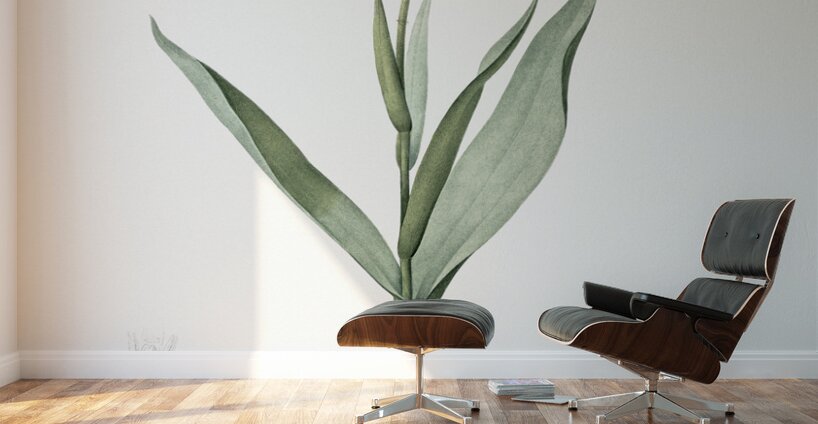 Tulip illustration  Wall Murals