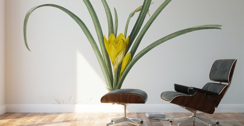 Narcissus poeticus illustration  Wall Murals