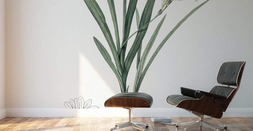 Gladiolus Xanthospilus illustration  Wall Murals