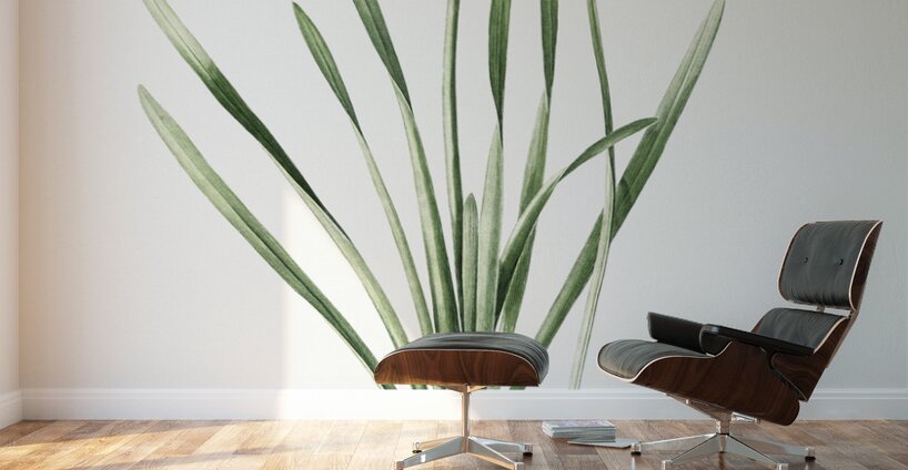 Star squill illustration  Wall Murals