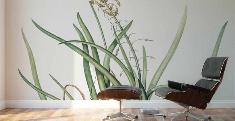 Stalked bulbine illustration  Wall Murals