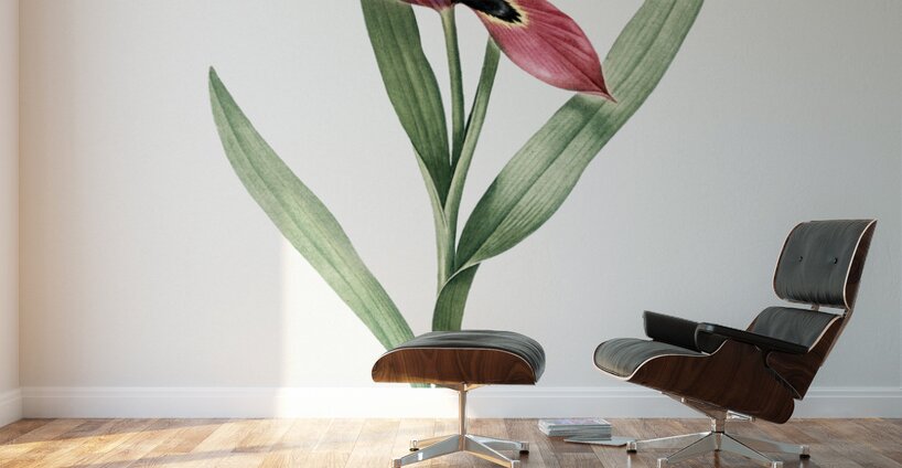Tulipa oculus Colis illustration  Wall Murals