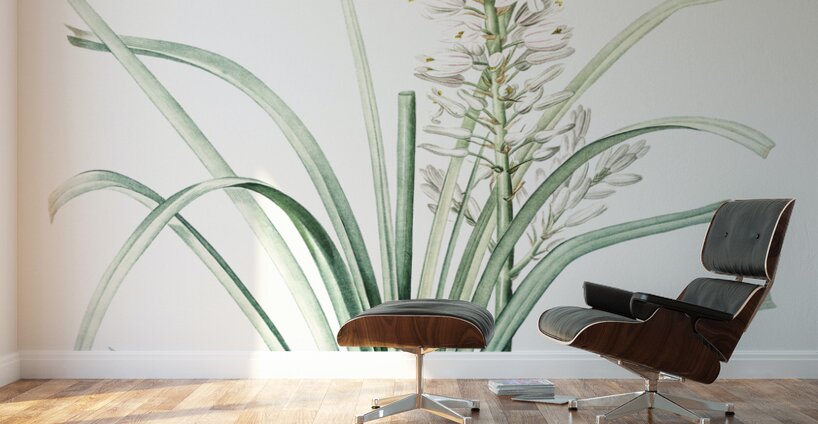 Branched asphodel illustration  Wall Murals