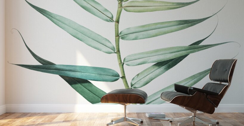 Bush cane illustration  Wall Murals