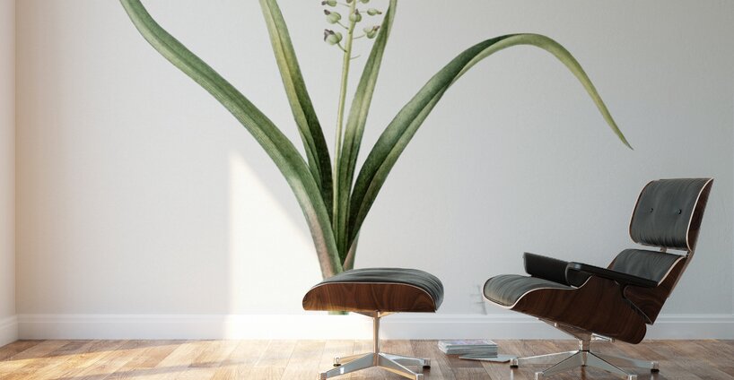 Grape hyacinth illustration  Wall Murals