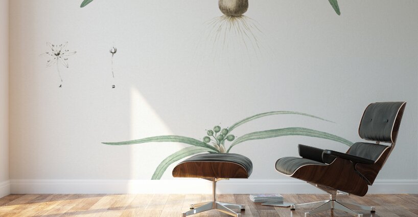 Dwarf garlic illustration  Wall Murals