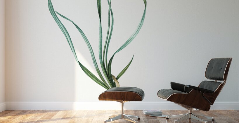 Phalangium bicolor illustration  Wall Murals