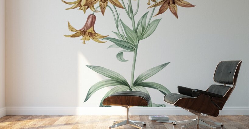 Canada lily illustration  Wall Murals