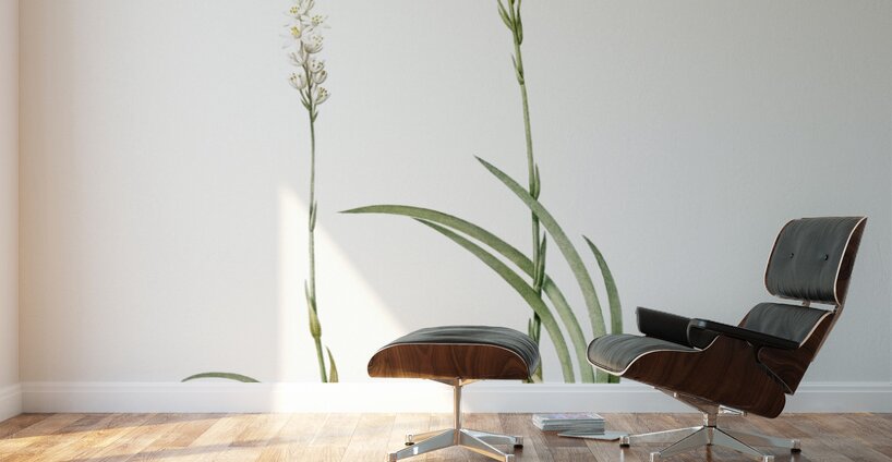 Abama ossifraga illustration  Wall Murals