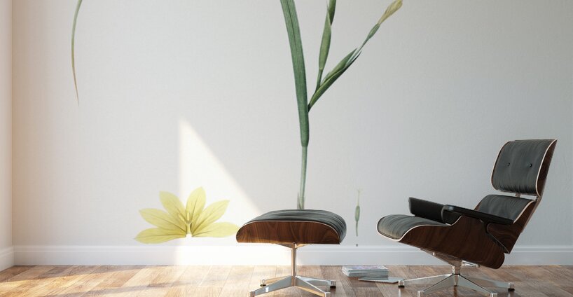 Cape tulip illustration  Wall Murals