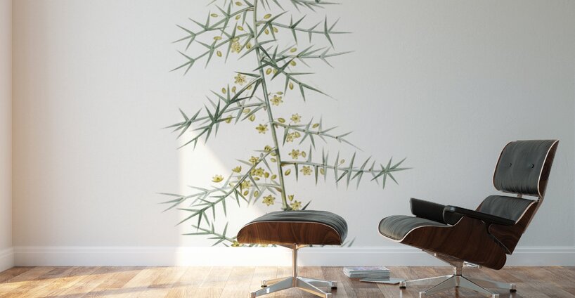 Asparagus horridus illustration  Wall Murals