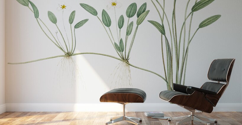 Floating water-plantain illustration  Wall Murals