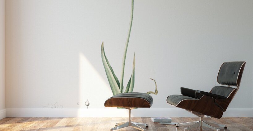 Chincherinchee illustration  Wall Murals