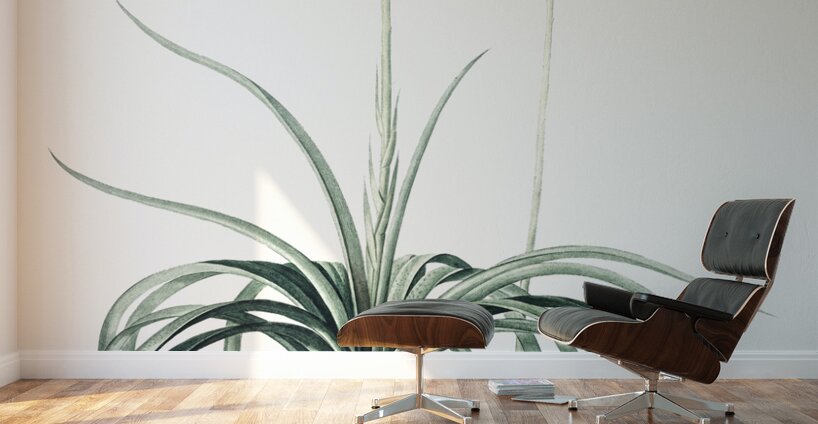 Agave yuccaefolia illustration  Wall Murals