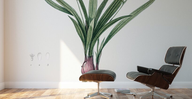 Agave yuccaefolia illustration  Wall Murals